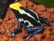 アイゾメヤドクガエル画像