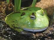 アマゾンツノガエル画像