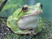 モリアマガエル画像