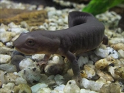 ムハンフトイモリ画像