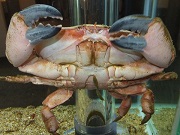 アカマンジュウガニ画像