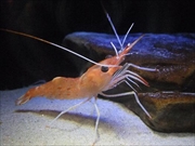 ボタンエビ画像