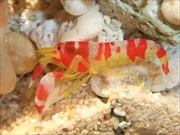 コトブキテッポウエビ画像