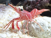 スザクサラサエビ画像