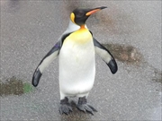 コウテイペンギン画像