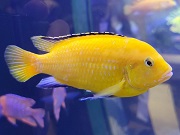 ラビドチャミオス画像