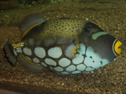 モンガラカワハギ画像