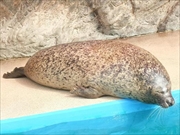 ゴマフアザラシ画像