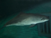 ネズミイルカ画像