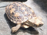 パンケーキリクガメ画像