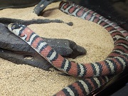 タイワンマウンテン画像