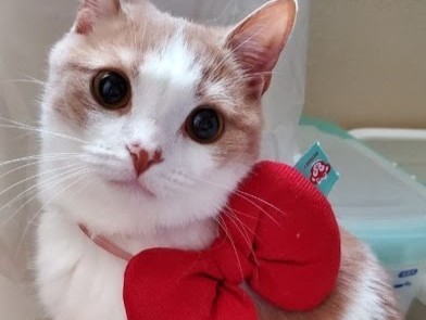 看板猫ひこの写真