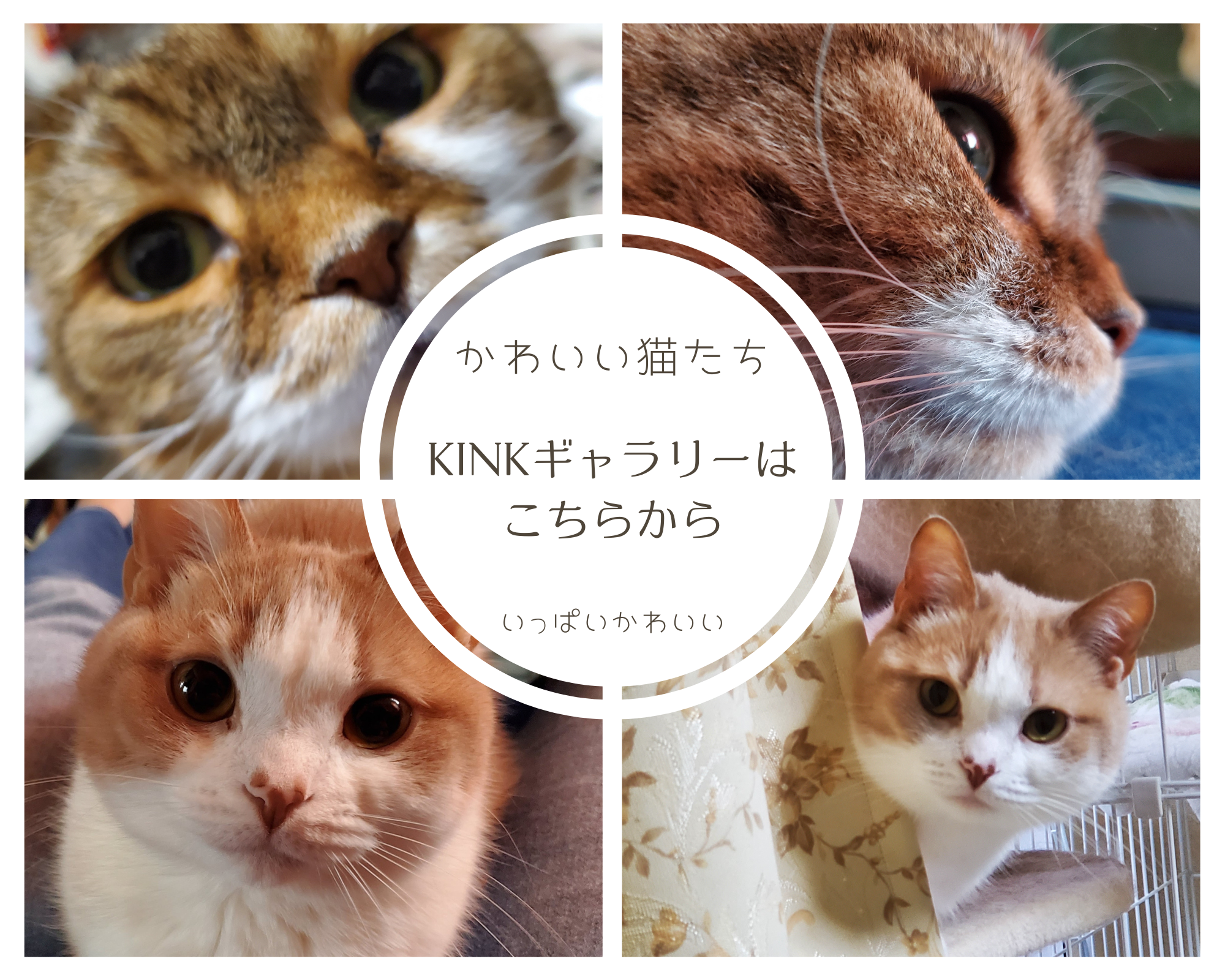 ギャラリーはこちらのバナー