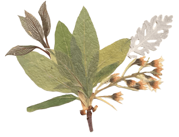 ドライフラワーの画像