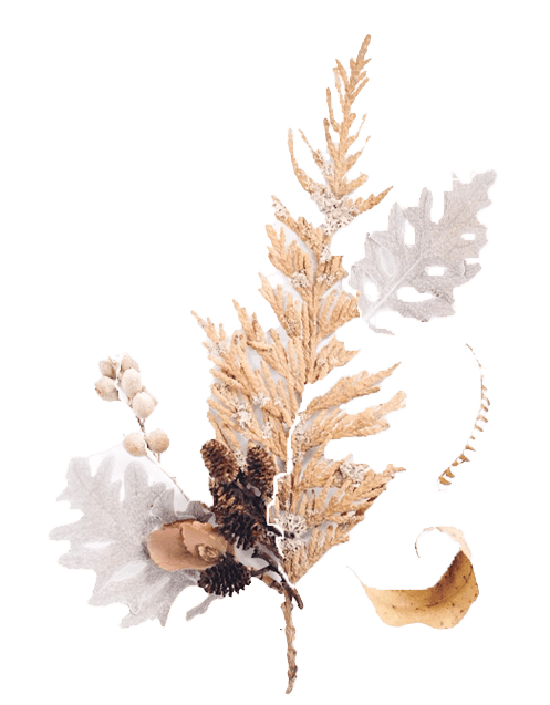 ドライフラワーの画像